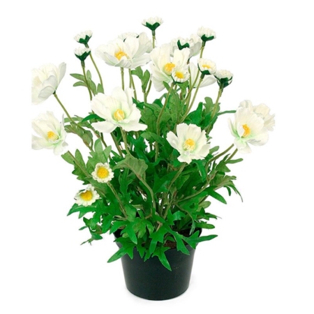 White Cosmos Potted Plant